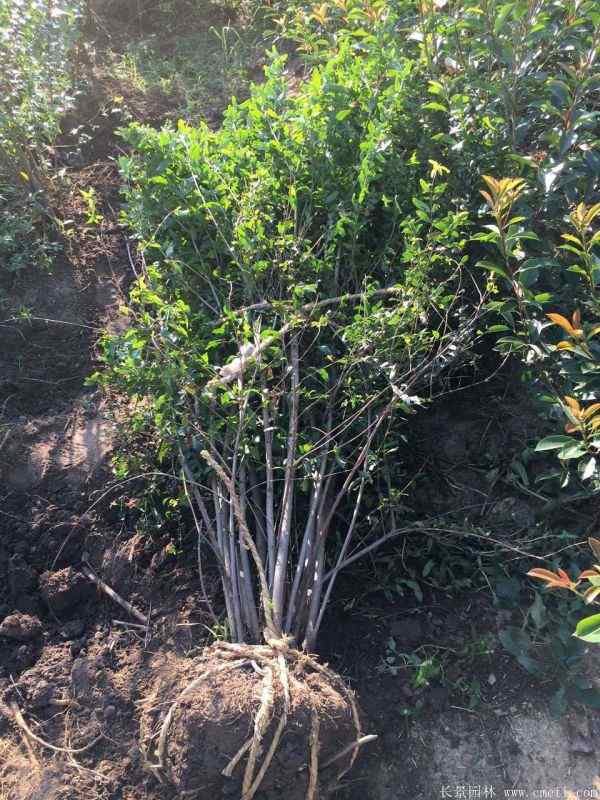 花石榴图片基地实拍 花石榴图片基地实拍