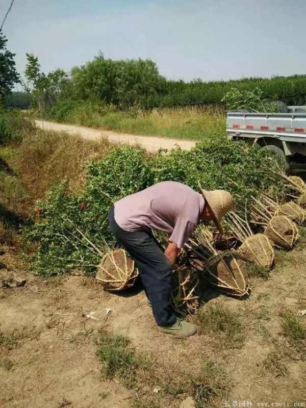 花石榴图片基地实拍 花石榴图片基地实拍