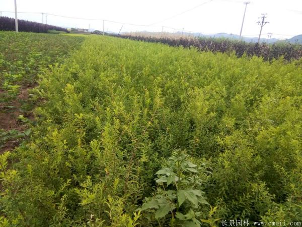 花石榴图片基地实拍 花石榴图片基地实拍