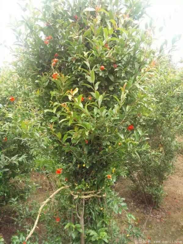 花石榴图片基地实拍 花石榴图片基地实拍