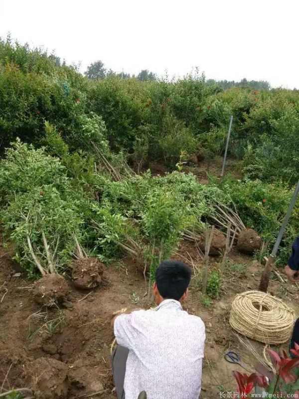 花石榴图片基地实拍 花石榴图片基地实拍