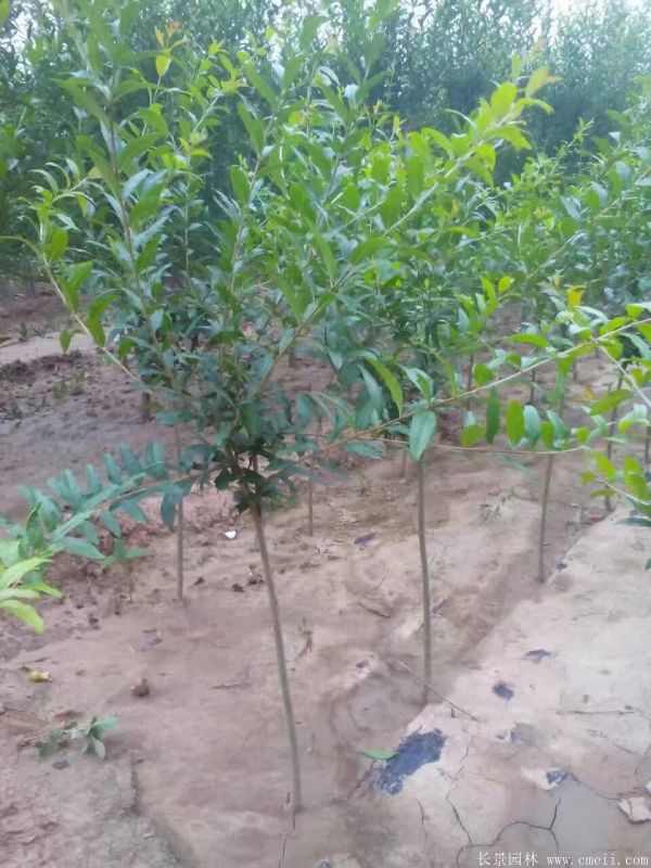 花石榴图片基地实拍 花石榴图片基地实拍