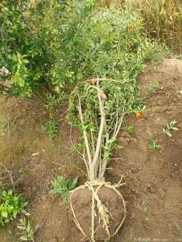 花石榴图片基地实拍 花石榴图片基地实拍