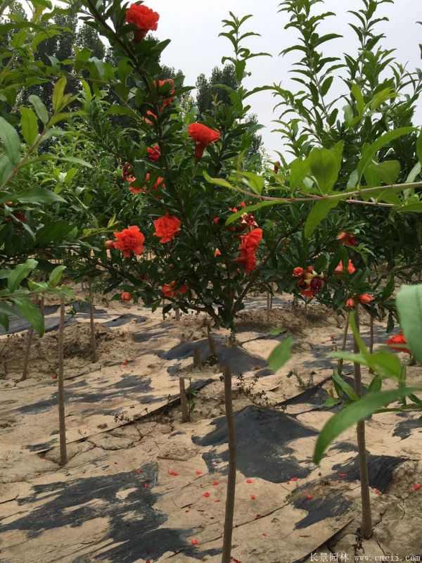 花石榴图片基地实拍 花石榴图片基地实拍