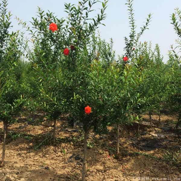 花石榴图片基地实拍 花石榴图片基地实拍