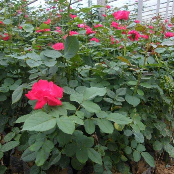 大花月季种植与养护全攻略｜新手必读