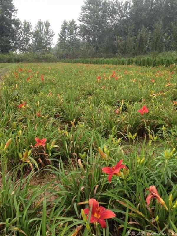 红宝石萱草基地实拍图片