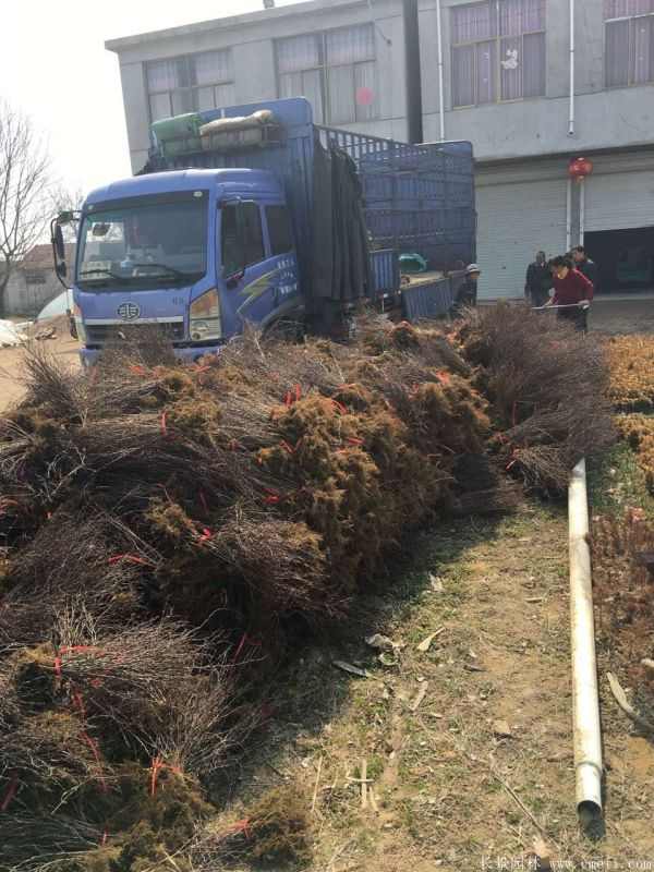 红叶小檗图片基地实拍 红叶小檗图片基地实拍