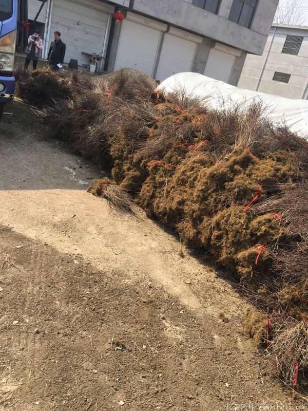 红叶小檗图片基地实拍 红叶小檗图片基地实拍