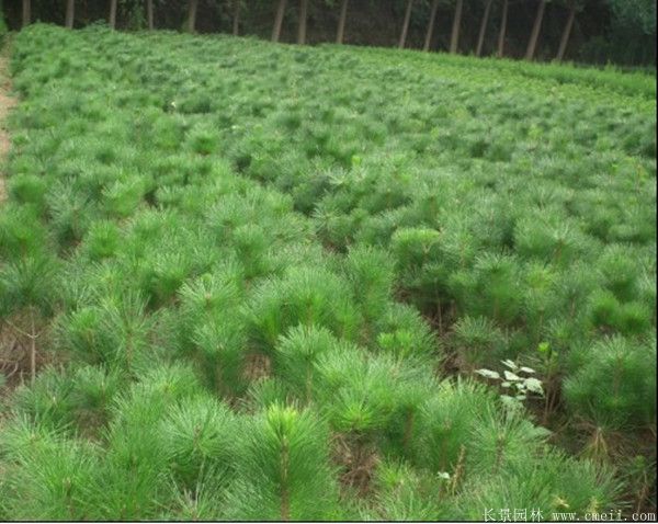 黑松图片黑松基地实拍 黑松图片黑松基地实拍