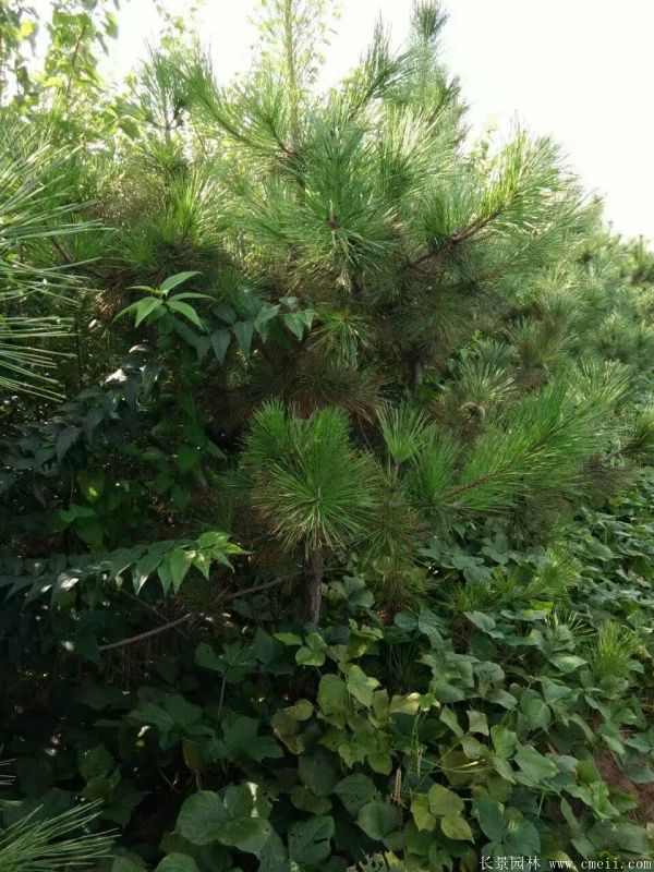 黑松图片黑松基地实拍 黑松图片黑松基地实拍