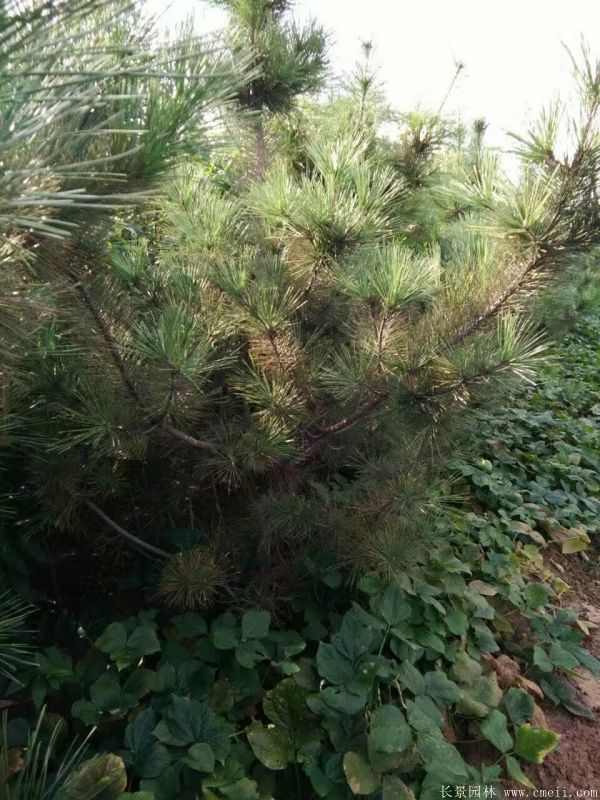 黑松图片黑松基地实拍 黑松图片黑松基地实拍
