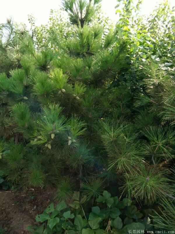 黑松图片黑松基地实拍 黑松图片黑松基地实拍