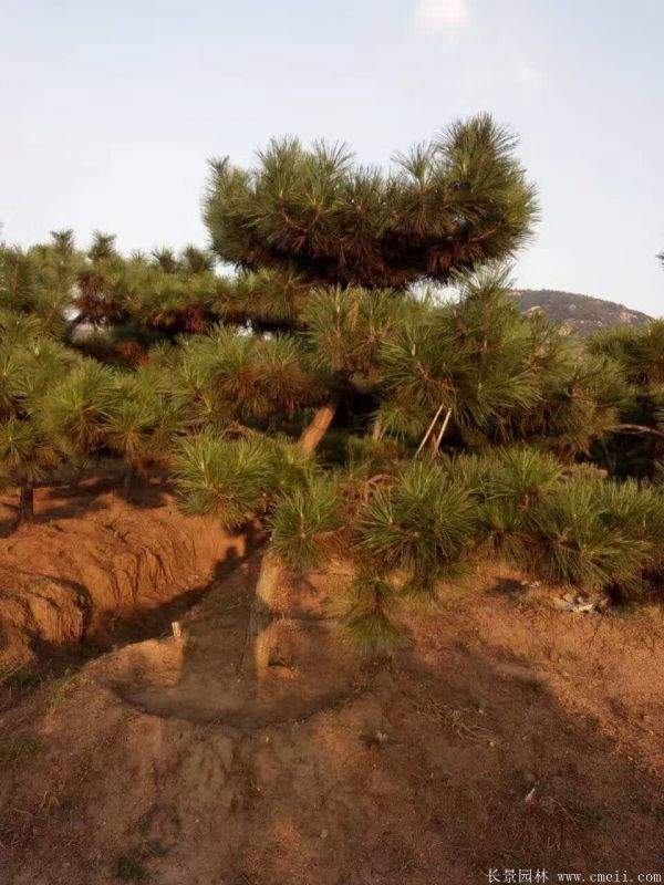 黑松图片黑松基地实拍 黑松图片黑松基地实拍