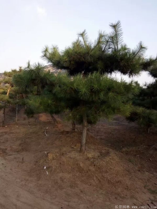 黑松图片黑松基地实拍 黑松图片黑松基地实拍