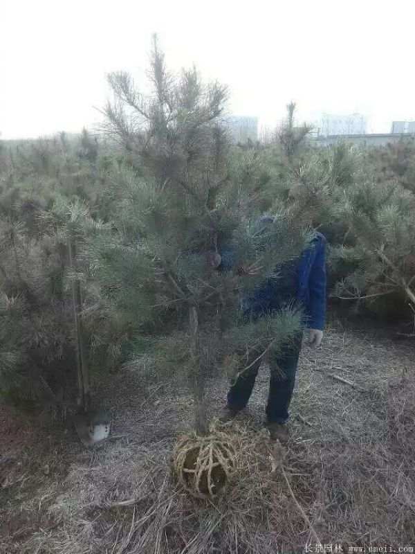 黑松图片黑松基地实拍 黑松图片黑松基地实拍