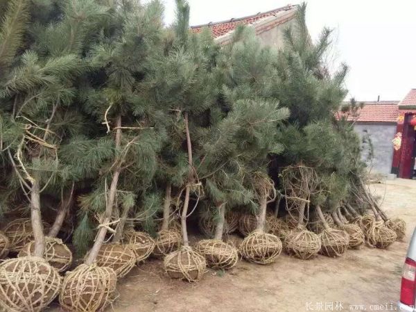 黑松图片黑松基地实拍 黑松图片黑松基地实拍