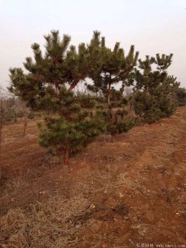 黑松图片黑松基地实拍 黑松图片黑松基地实拍