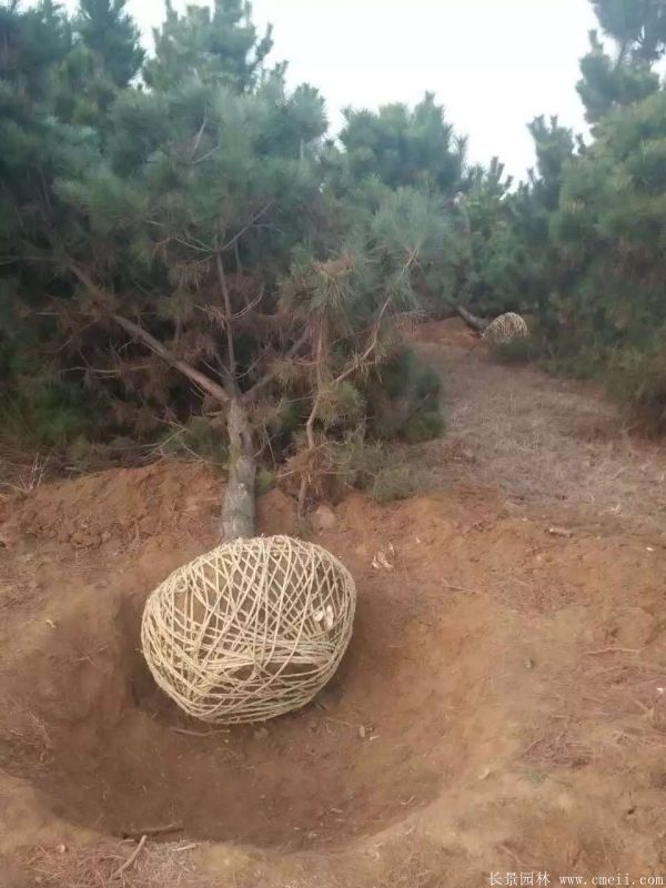 黑松图片黑松基地实拍 黑松图片黑松基地实拍