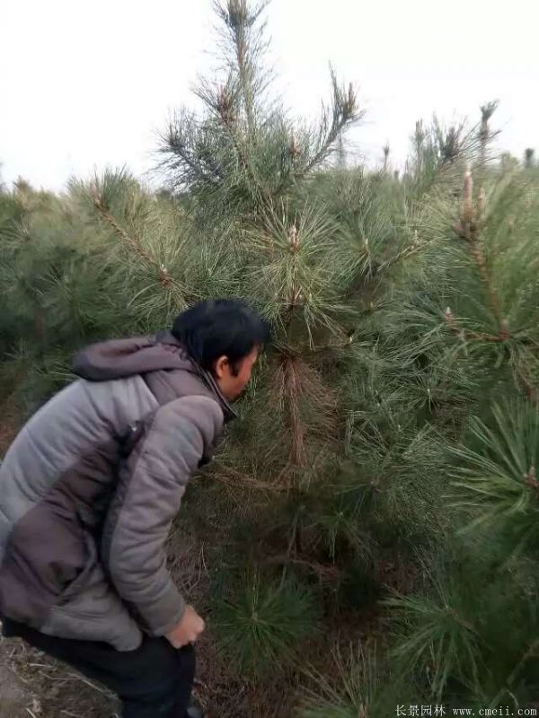 黑松图片黑松基地实拍 黑松图片黑松基地实拍