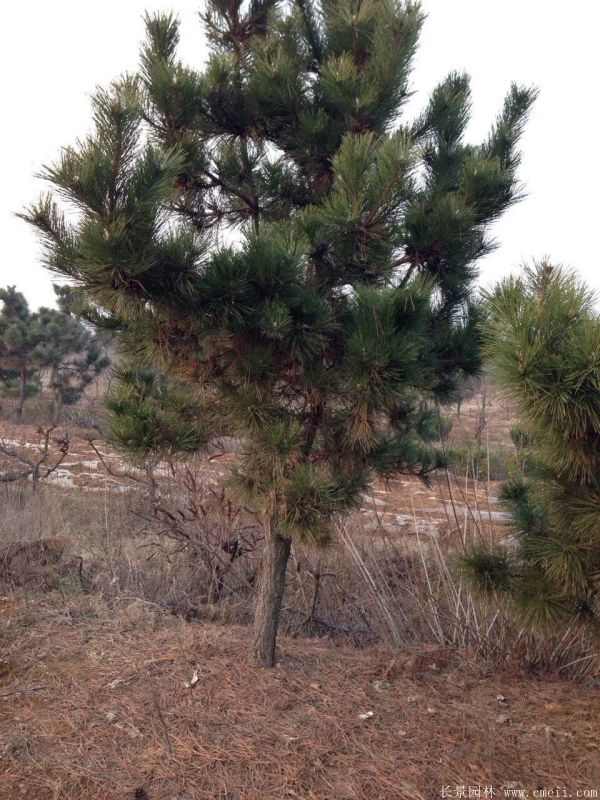 黑松图片黑松基地实拍 黑松图片黑松基地实拍