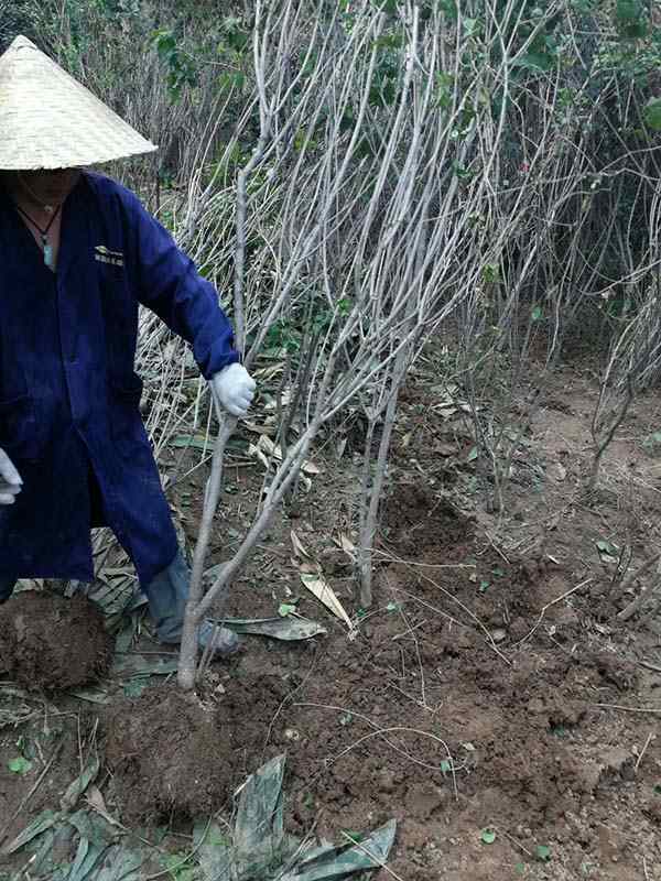 丛生丁香 丛生丁香