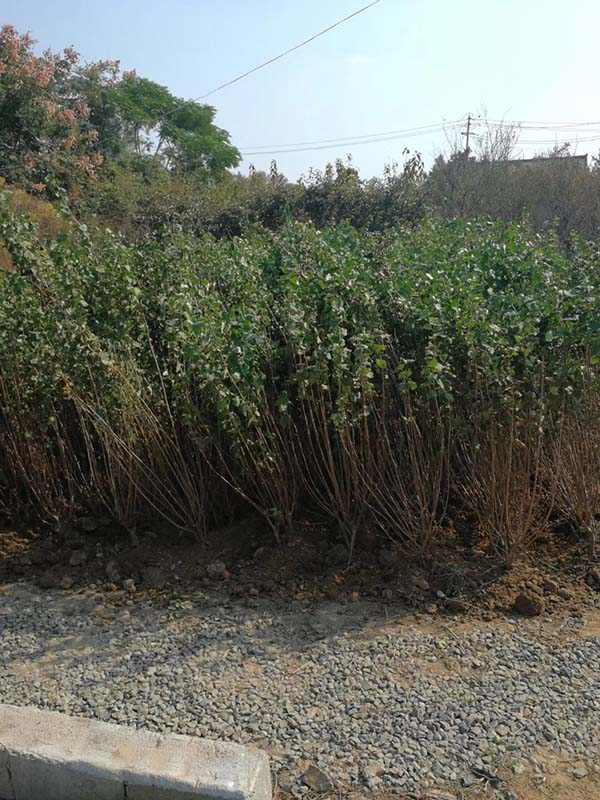 丛生丁香 丛生丁香