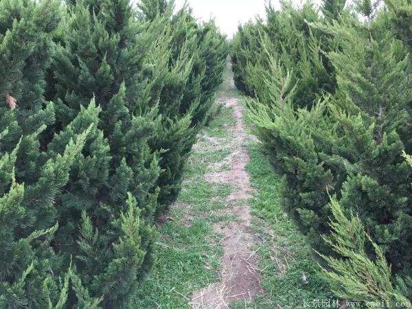大龙柏树种植与选购全攻略|龙柏价格及规格详解 龙柏图片龙柏基地实拍