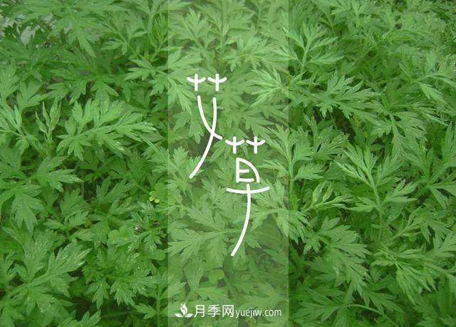 占据全国50%以上市场 南阳艾草产业如何培育品牌?(图1) 占据全国50%以上市场 南阳艾草产业如何培育品牌?(图1)