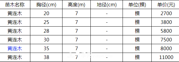 高度7米的黄连木能卖13000元/株?老苗木人道出了价格实情(图2) 高度7米的黄连木能卖13000元/株?老苗木人道出了价格实情(图2)