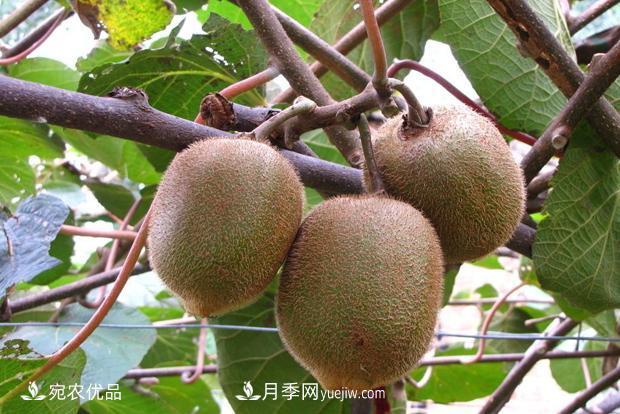 西峡猕猴桃入选中国农业品牌目录 南阳特色农产品的代表(图1) 西峡猕猴桃入选中国农业品牌目录 南阳特色农产品的代表(图1)