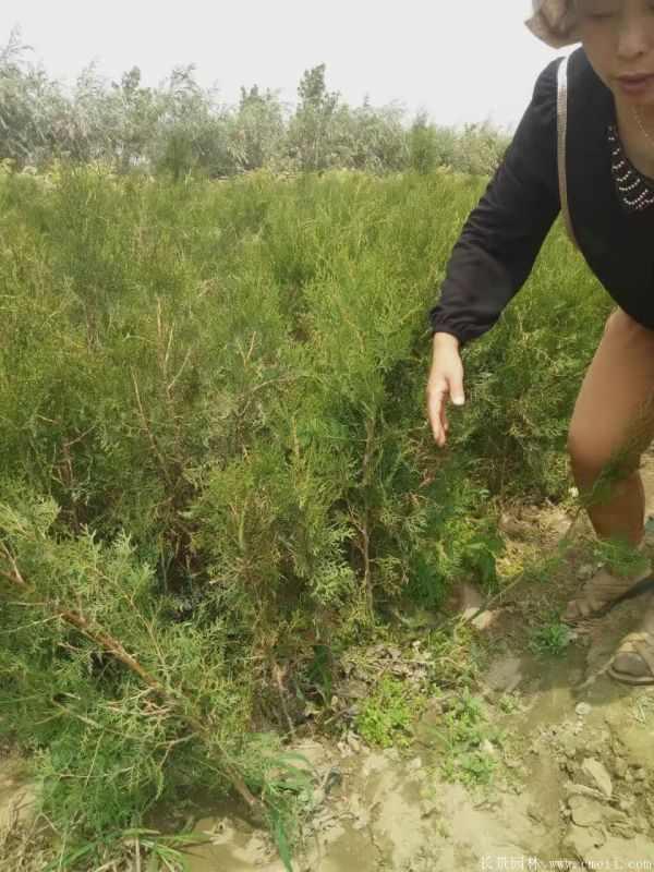 侧柏图片侧柏基地实拍 侧柏图片侧柏基地实拍