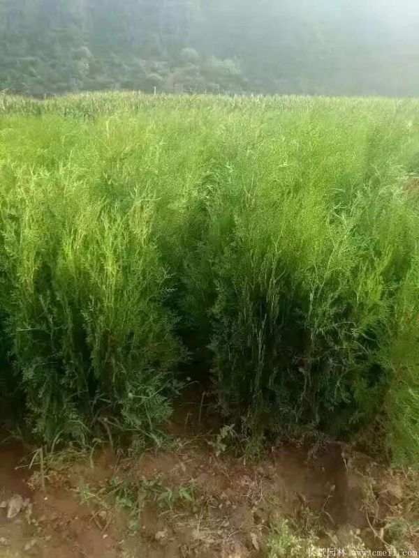 侧柏图片侧柏基地实拍 侧柏图片侧柏基地实拍