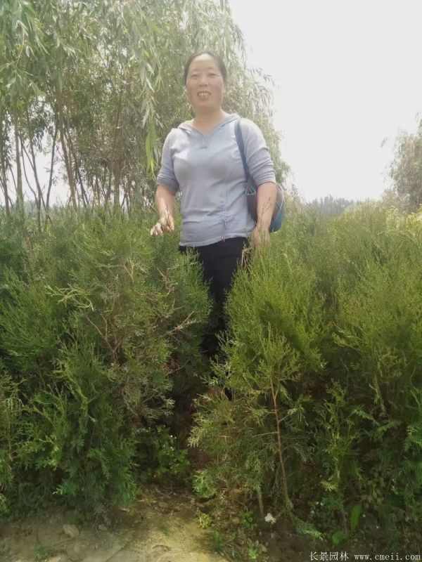 侧柏图片侧柏基地实拍 侧柏图片侧柏基地实拍