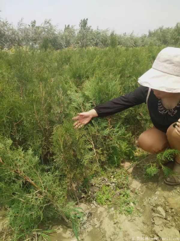 侧柏图片侧柏基地实拍 侧柏图片侧柏基地实拍