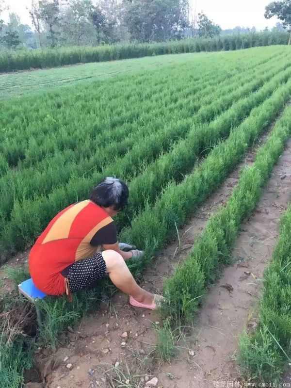 侧柏图片侧柏基地实拍 侧柏图片侧柏基地实拍