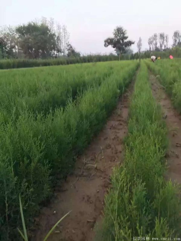 侧柏图片侧柏基地实拍 侧柏图片侧柏基地实拍