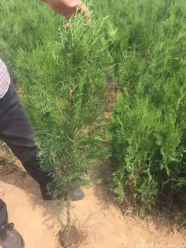 侧柏图片侧柏基地实拍 侧柏图片侧柏基地实拍