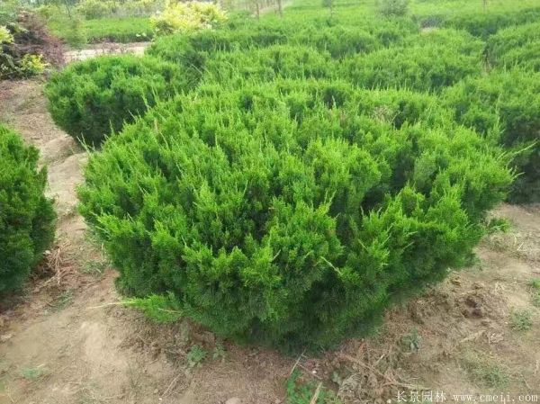 龙柏球图片龙柏球基地实拍 龙柏球图片龙柏球基地实拍