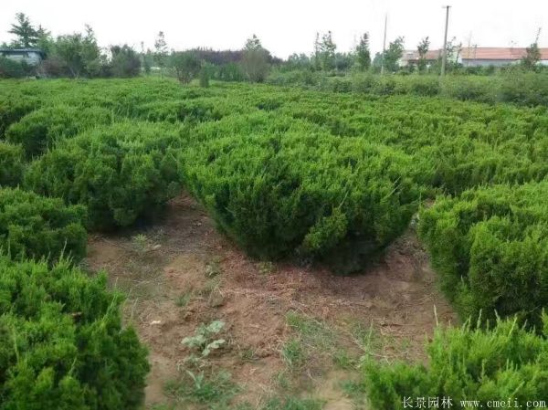 龙柏球图片龙柏球基地实拍 龙柏球图片龙柏球基地实拍
