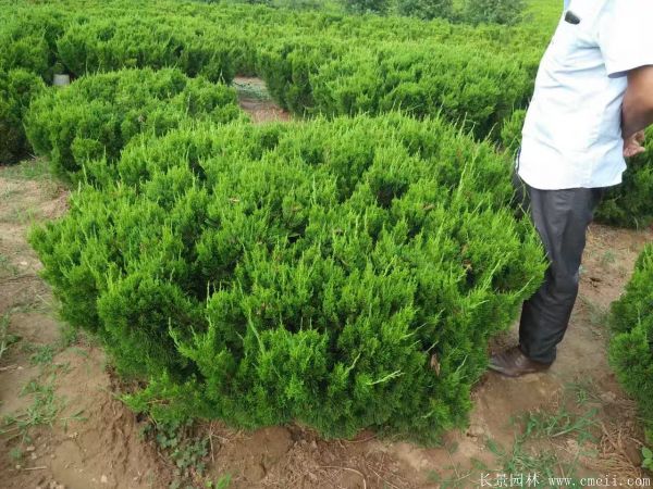 龙柏球图片龙柏球基地实拍 龙柏球图片龙柏球基地实拍
