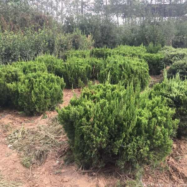 龙柏球图片龙柏球基地实拍 龙柏球图片龙柏球基地实拍