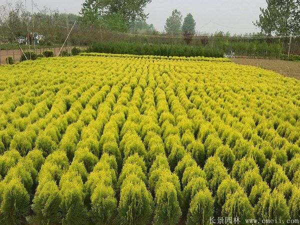 洒金柏图片洒金柏基地实拍 洒金柏图片洒金柏基地实拍