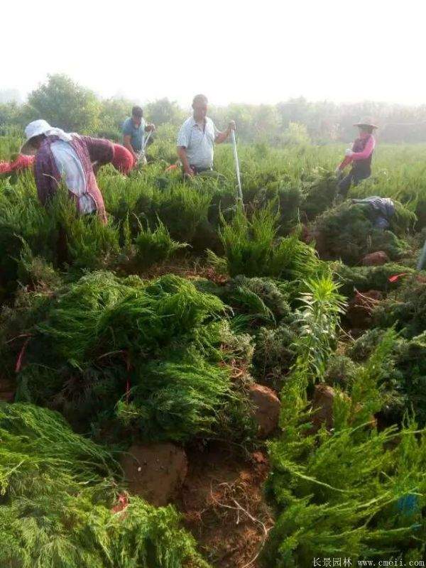 龙柏球图片龙柏球基地实拍 龙柏球图片龙柏球基地实拍