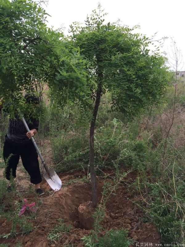 龙爪槐图片龙爪槐基地实拍 龙爪槐图片龙爪槐基地实拍