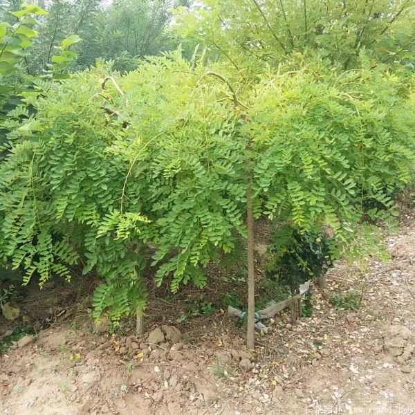 龙爪槐图片龙爪槐基地实拍 龙爪槐图片龙爪槐基地实拍