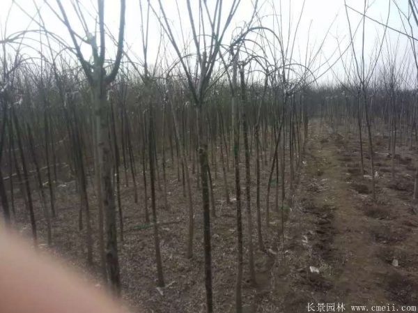 龙爪槐图片龙爪槐基地实拍 龙爪槐图片龙爪槐基地实拍