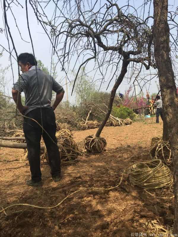 龙爪槐图片龙爪槐基地实拍 龙爪槐图片龙爪槐基地实拍