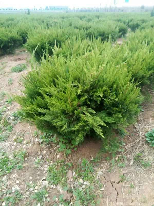 龙柏球图片龙柏球基地实拍 龙柏球图片龙柏球基地实拍