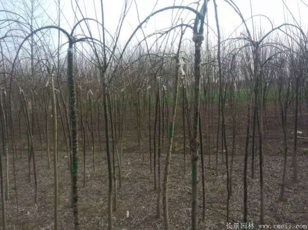 龙爪槐图片龙爪槐基地实拍 龙爪槐图片龙爪槐基地实拍